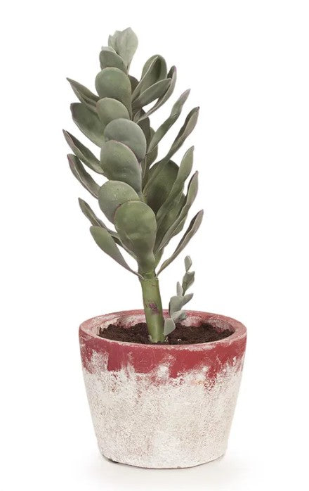 Succulent in clay pot