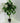Tammy Bougainvillea 120cm