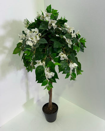 Tammy Bougainvillea 120cm