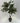 Tea-Tree plant