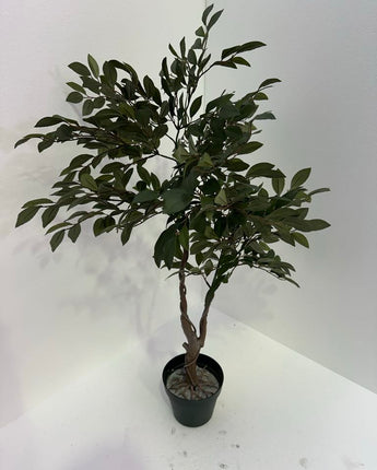 Tea-Tree plant
